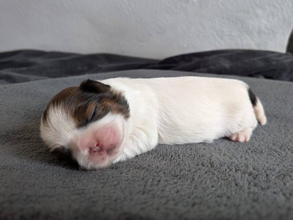 260530-F1 Réservation chiot Shih-tzu