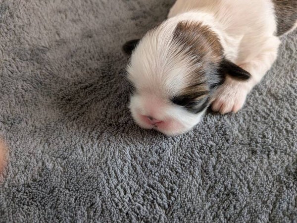 260530-F2 Réservation chiot Shih-tzu