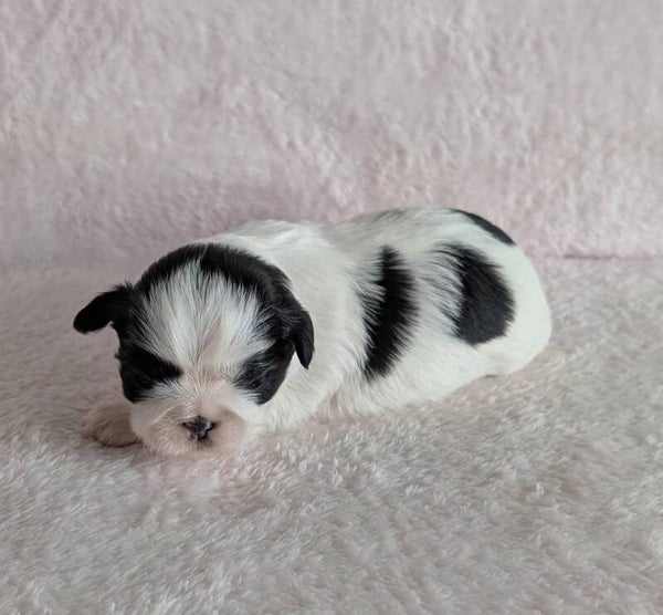 Réservation chiot Shih-tzu 250917-F2