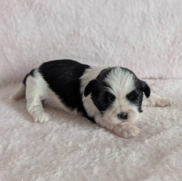 Réservation chiot Shih-tzu 250917-F4