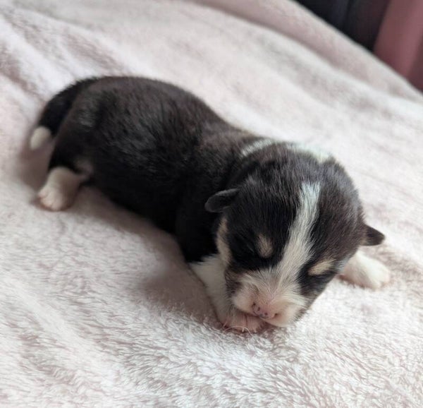Réservation chiot Welsh Corgi Pembroke 250929-F1
