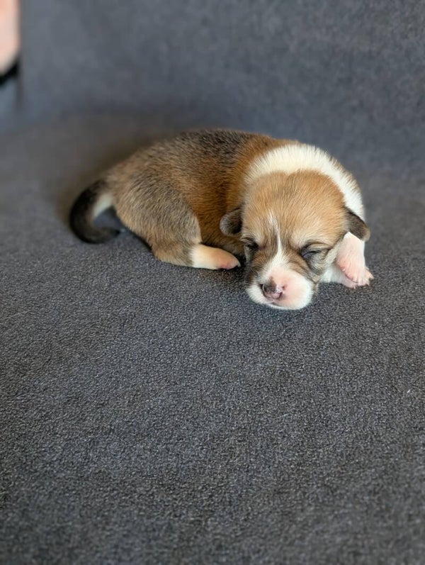 Réservation chiot Welsh Corgi Pembroke 260325-F4