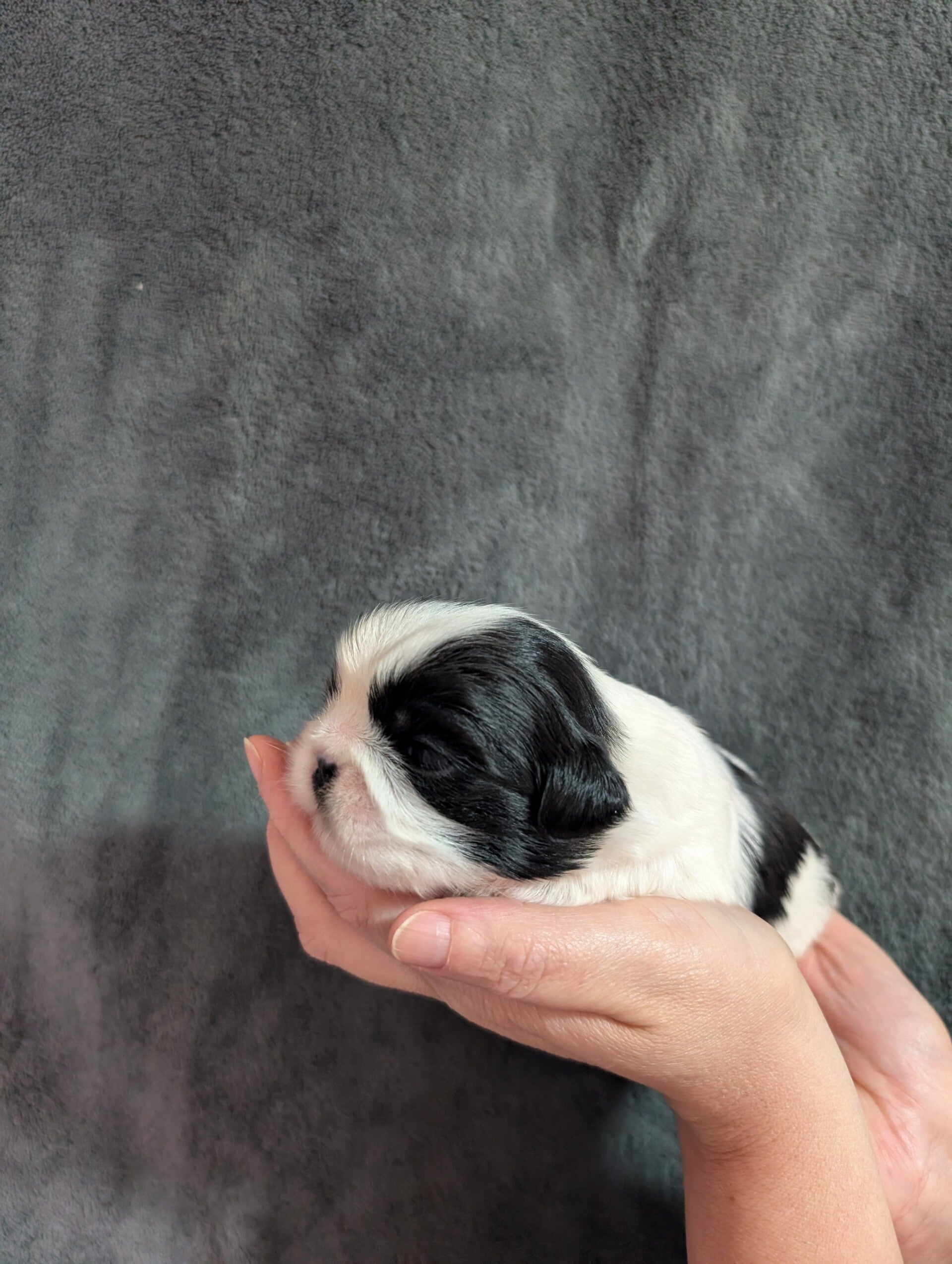 260530-M1 Réservation chiot Shih-tzu