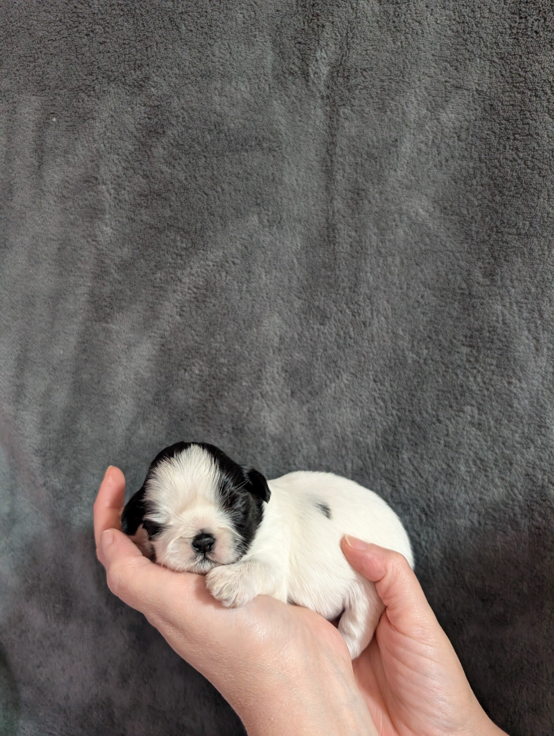 260530-M2 Réservation chiot Shih-tzu