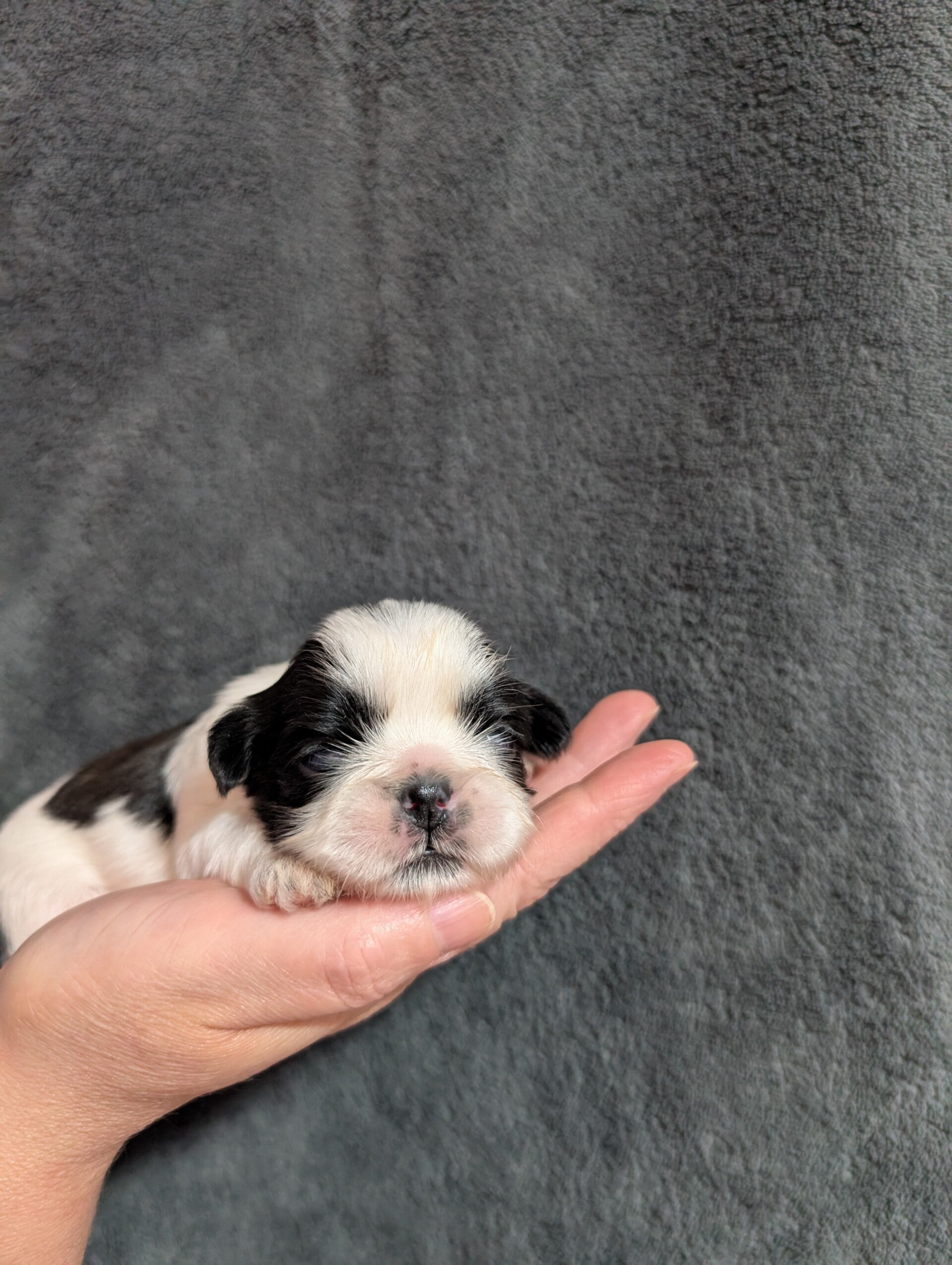 260530-M3 Réservation chiot Shih-tzu