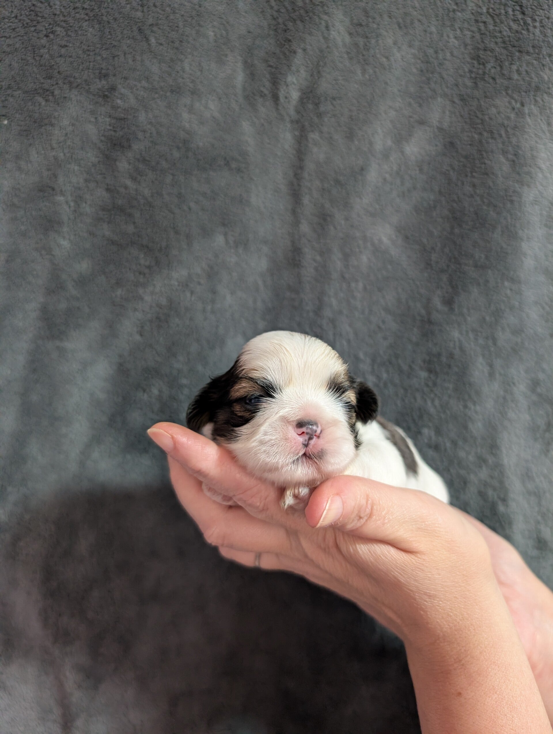 260530-F2 Réservation chiot Shih-tzu
