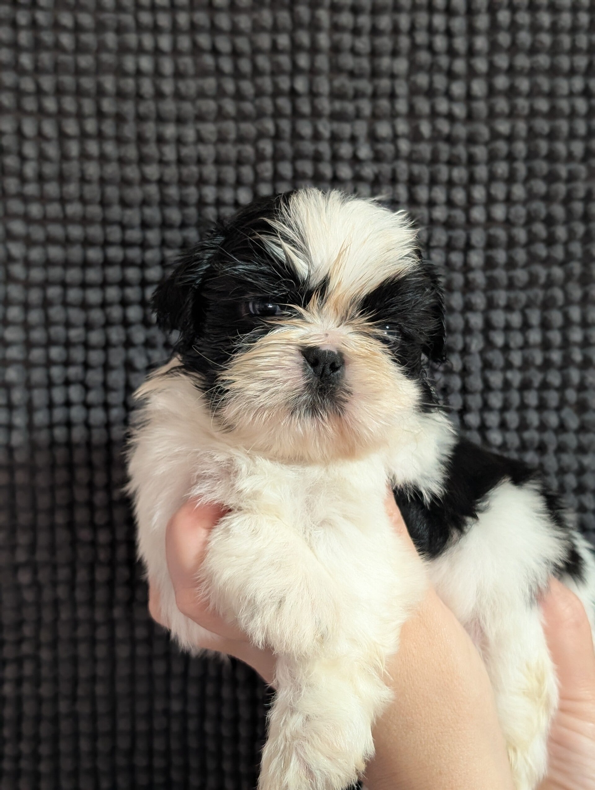 260530-M1 Réservation chiot Shih-tzu