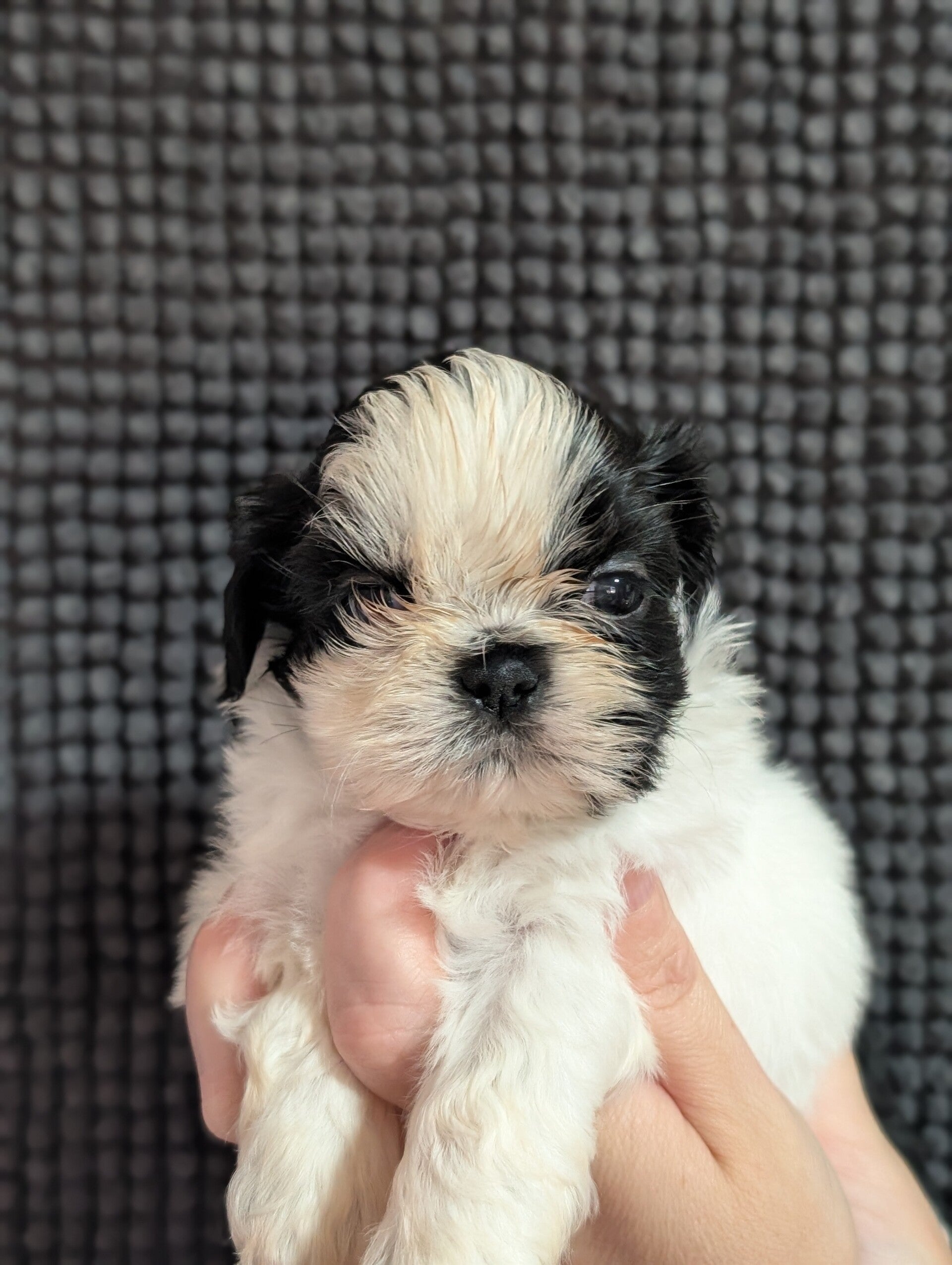260530-M2 Réservation chiot Shih-tzu