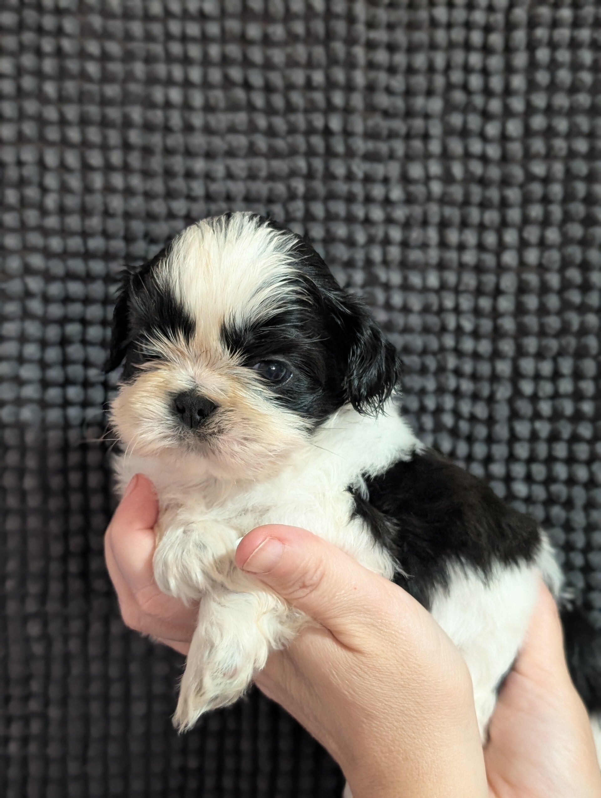 260530-M3 Réservation chiot Shih-tzu