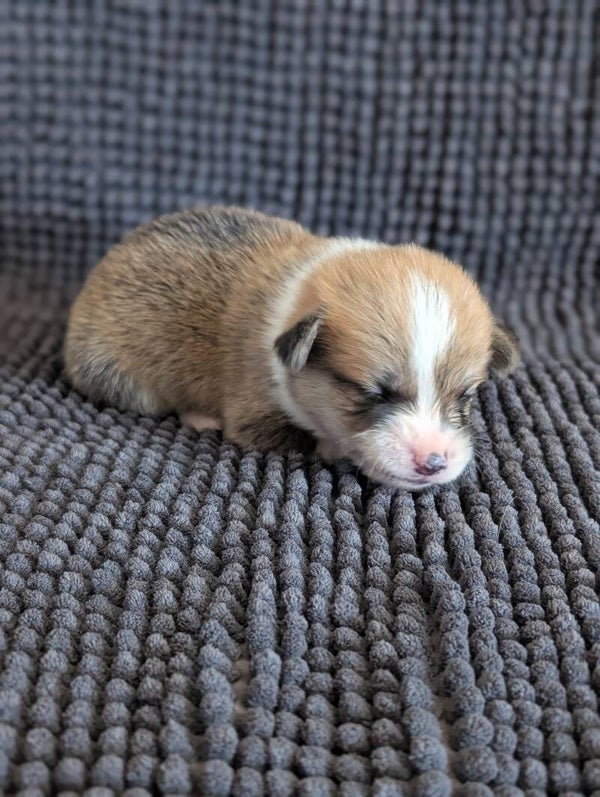 260620-M1 - Réservation chiot Welsh Corgi Pembroke