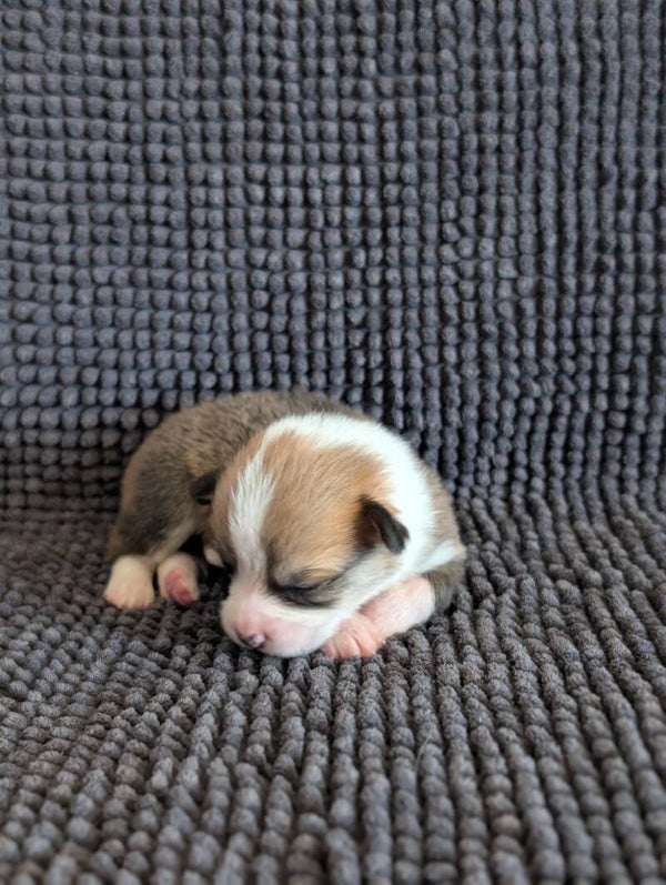 260620-F2 - Réservation chiot Welsh Corgi Pembroke