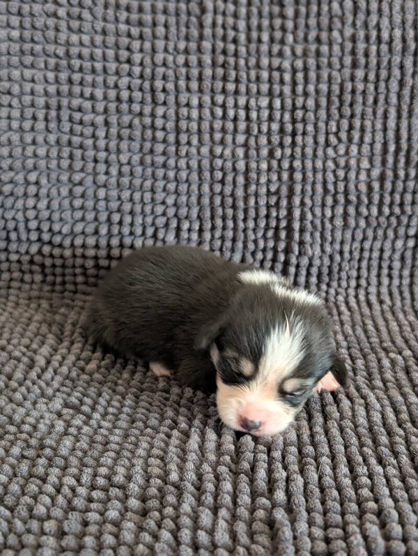 260620-F3 - Réservation chiot Welsh Corgi Pembroke
