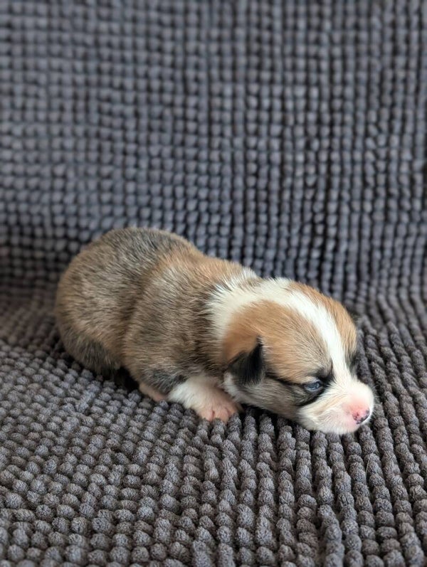 260620-F4 - Réservation chiot Welsh Corgi Pembroke