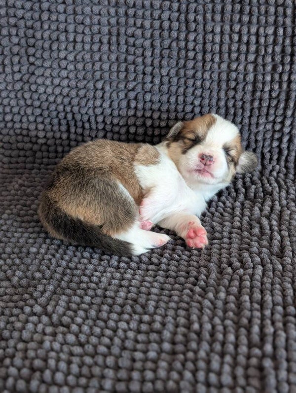 260620-F5 - Réservation chiot Welsh Corgi Pembroke