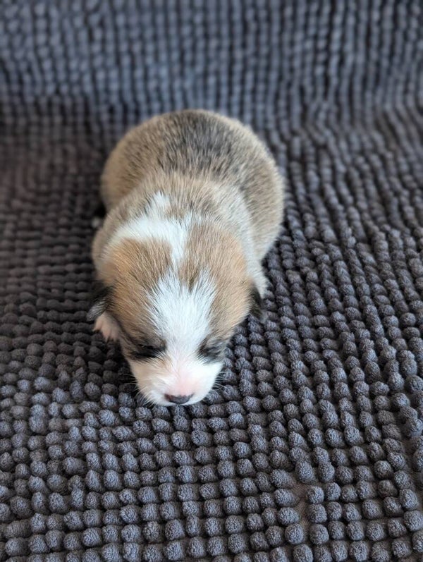 260620-F6 - Réservation chiot Welsh Corgi Pembroke