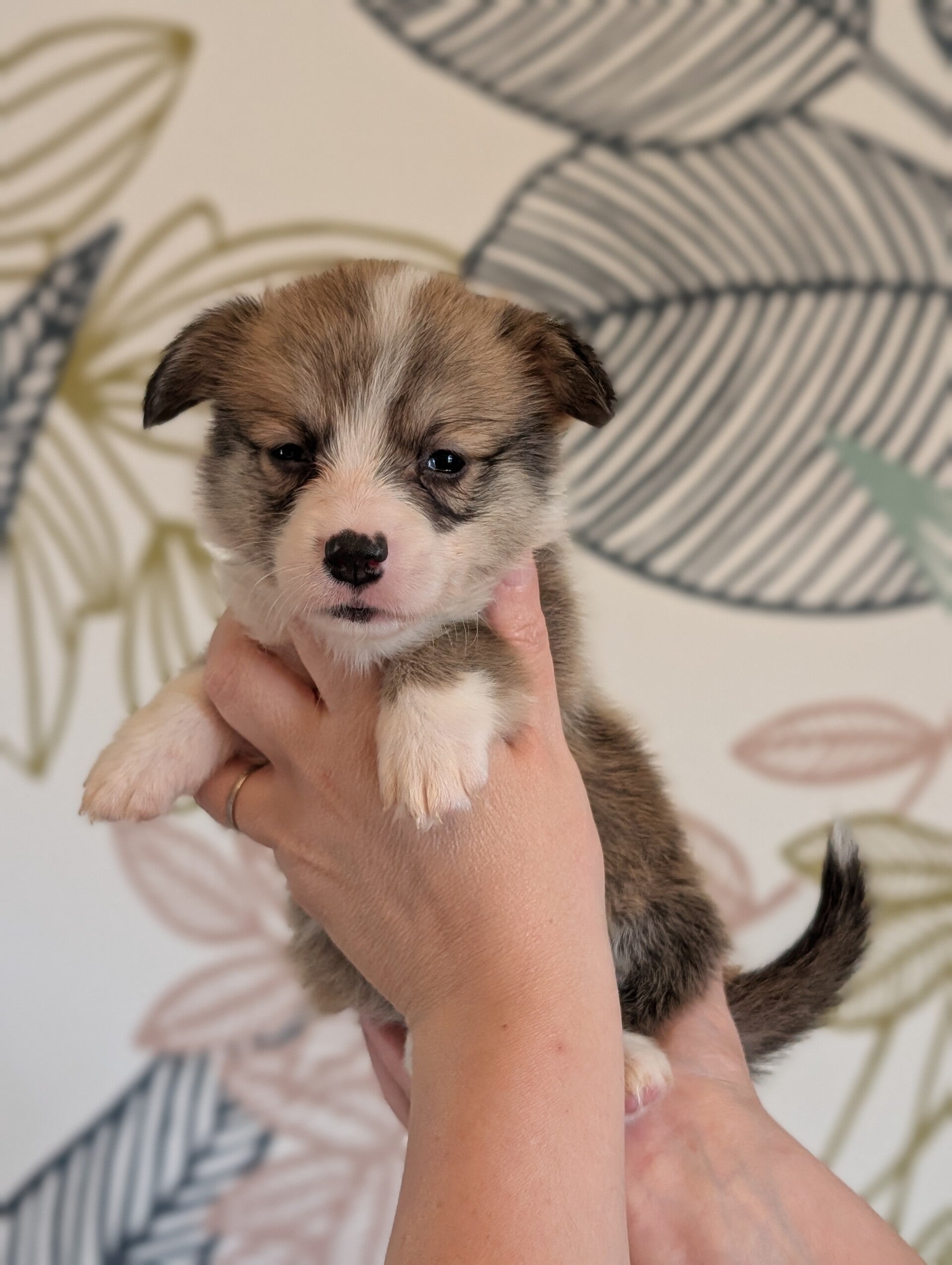 260620-F1 - Réservation chiot Welsh Corgi Pembroke