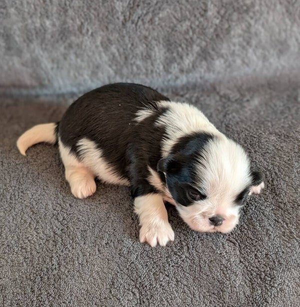 260827-M1 - Réservation chiot Shih-tzu