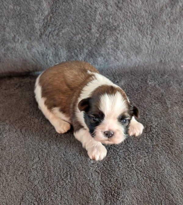 260827-M2 - Réservation chiot Shih-tzu