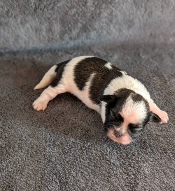 260901-M4 - Réservation chiot Shih-tzu