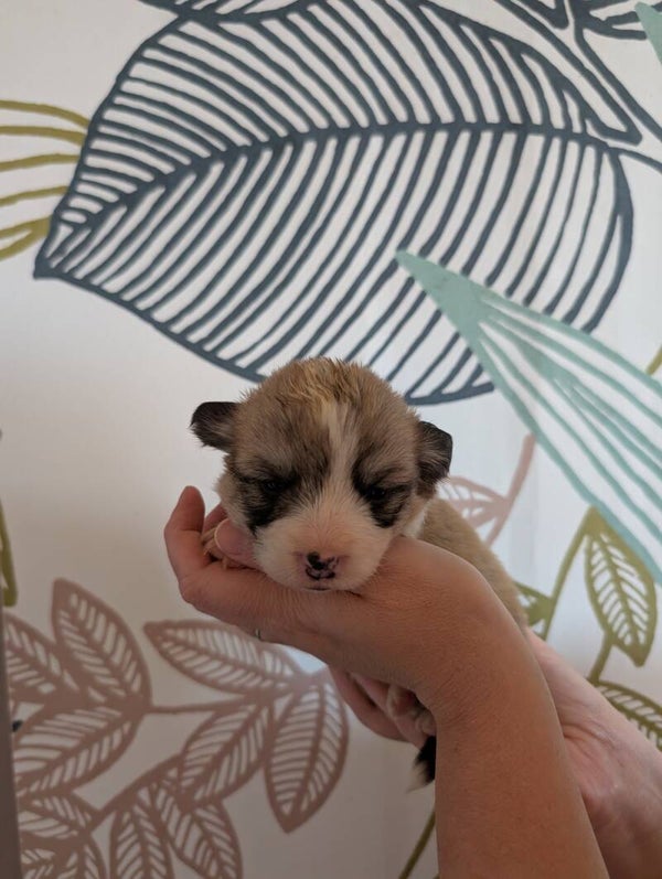 BROWNIE - 260829-F1