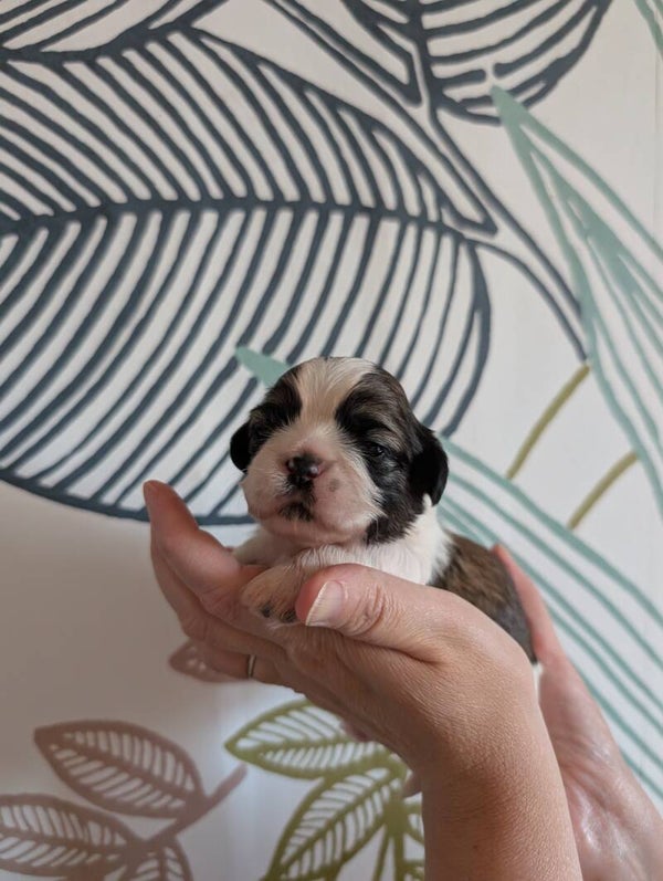 BANZAÏ - 260901-M1 - Réservation chiot Shih-tzu