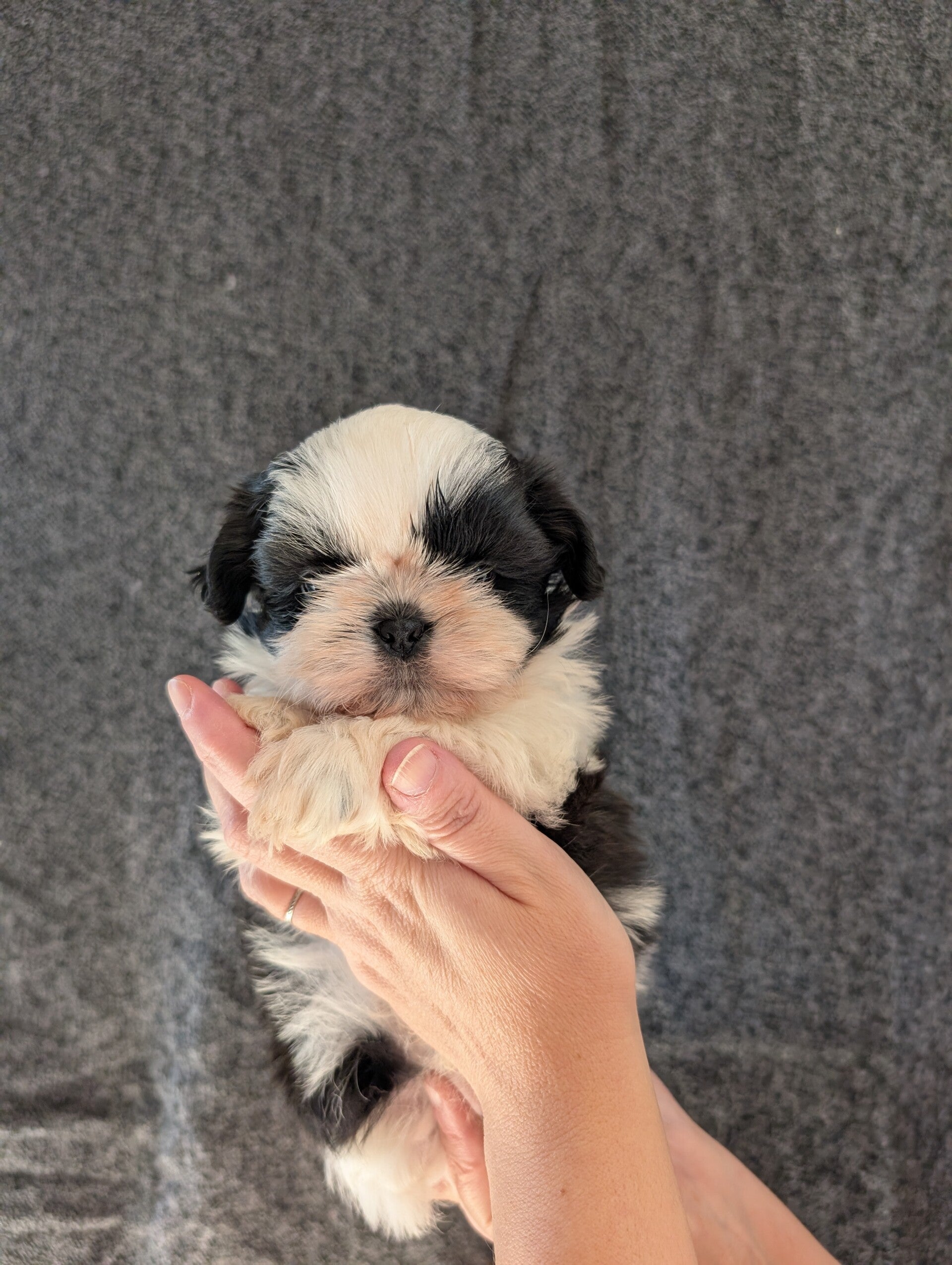 BISCOTTE - 260827-M1 - Réservation chiot Shih-tzu
