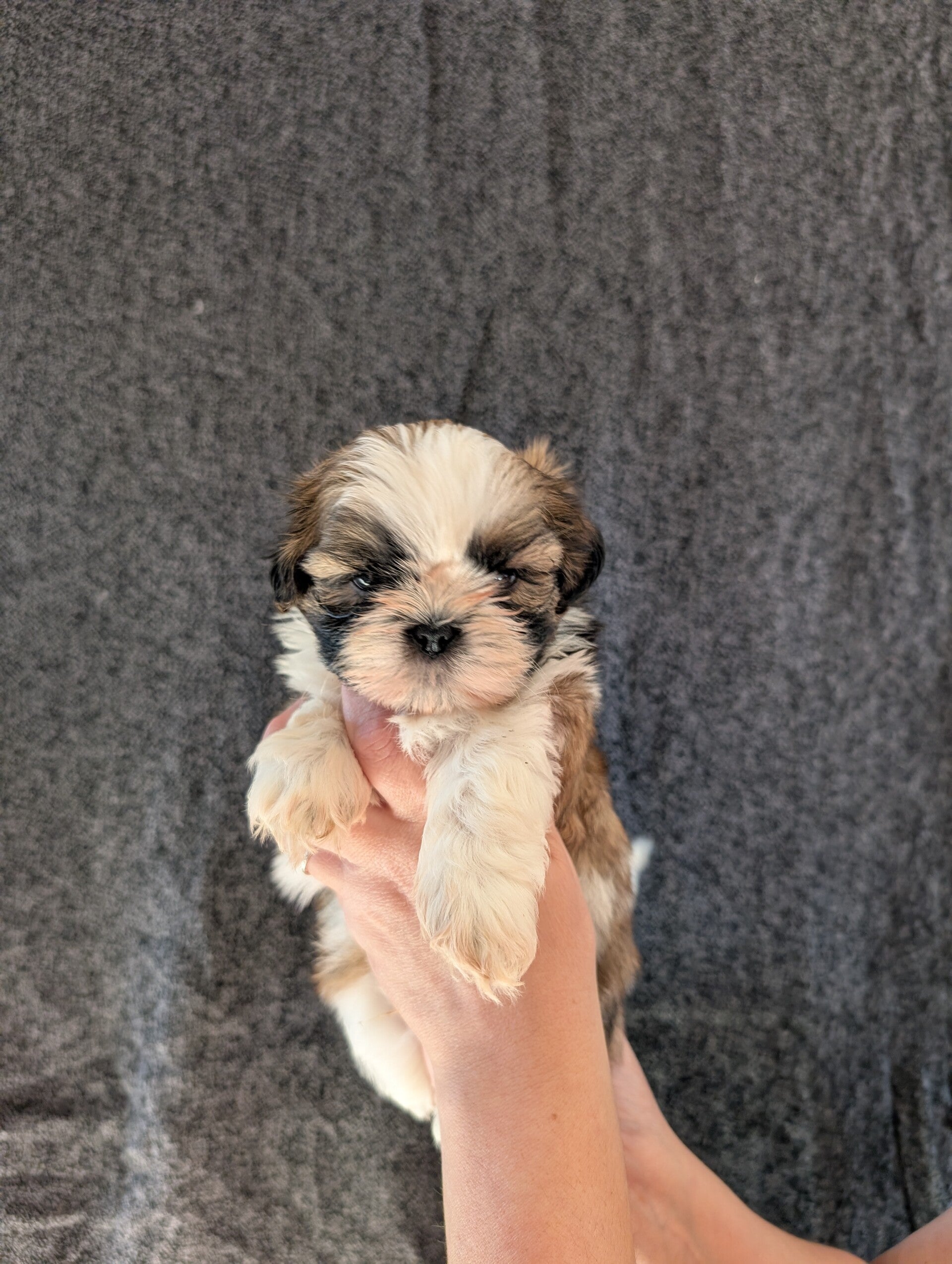 260827-M2 - Réservation chiot Shih-tzu