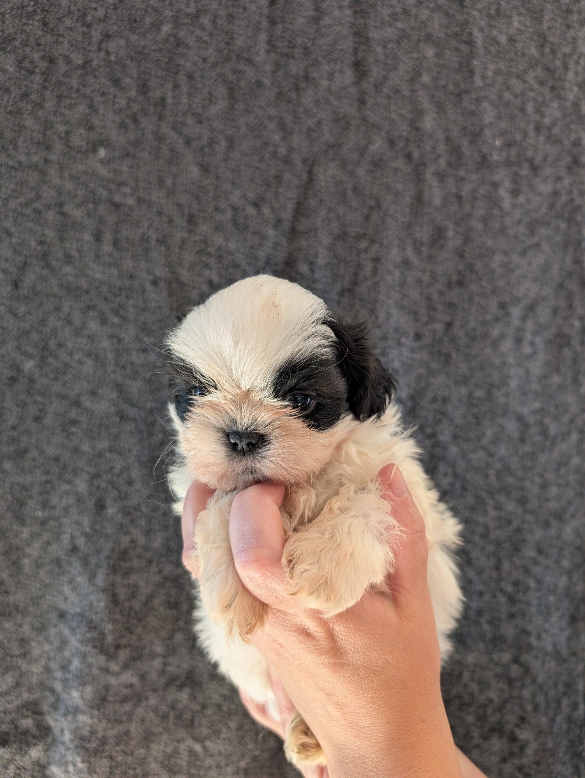 260827-M3 - Réservation chiot Shih-tzu