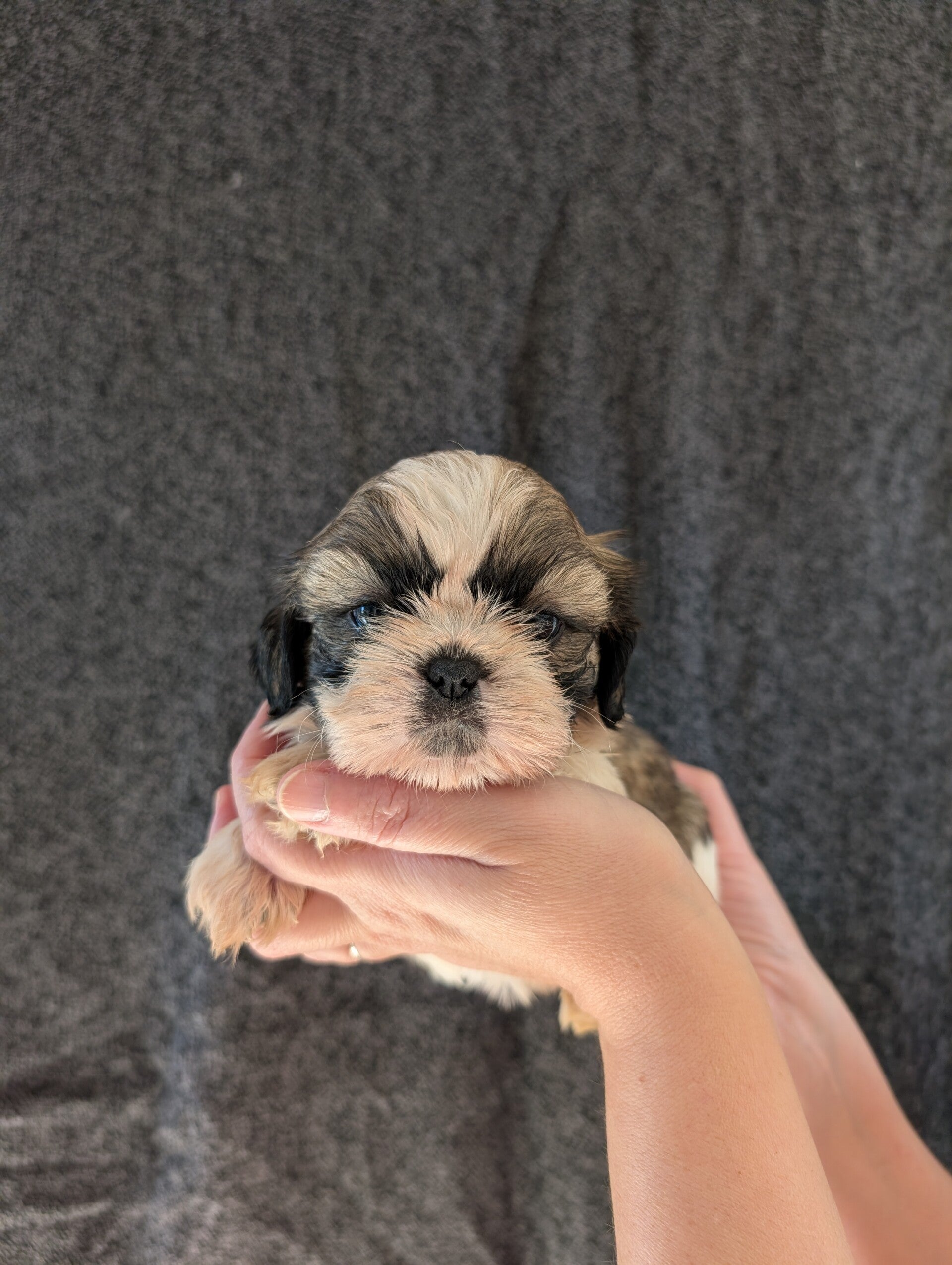 BANZAÏ - 260901-M1 - Solde chiot Shih-tzu