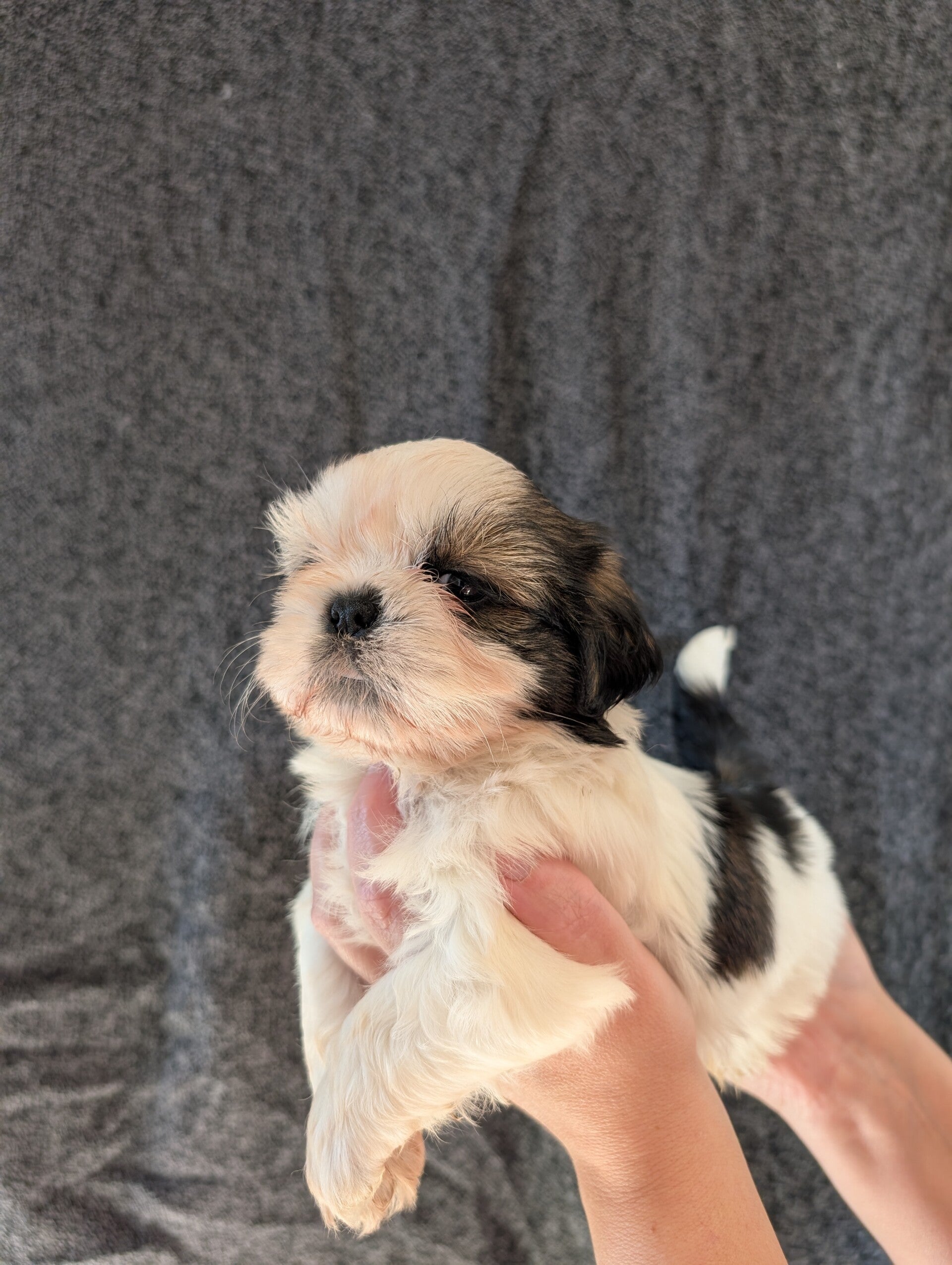 260901-M2 - Réservation chiot Shih-tzu