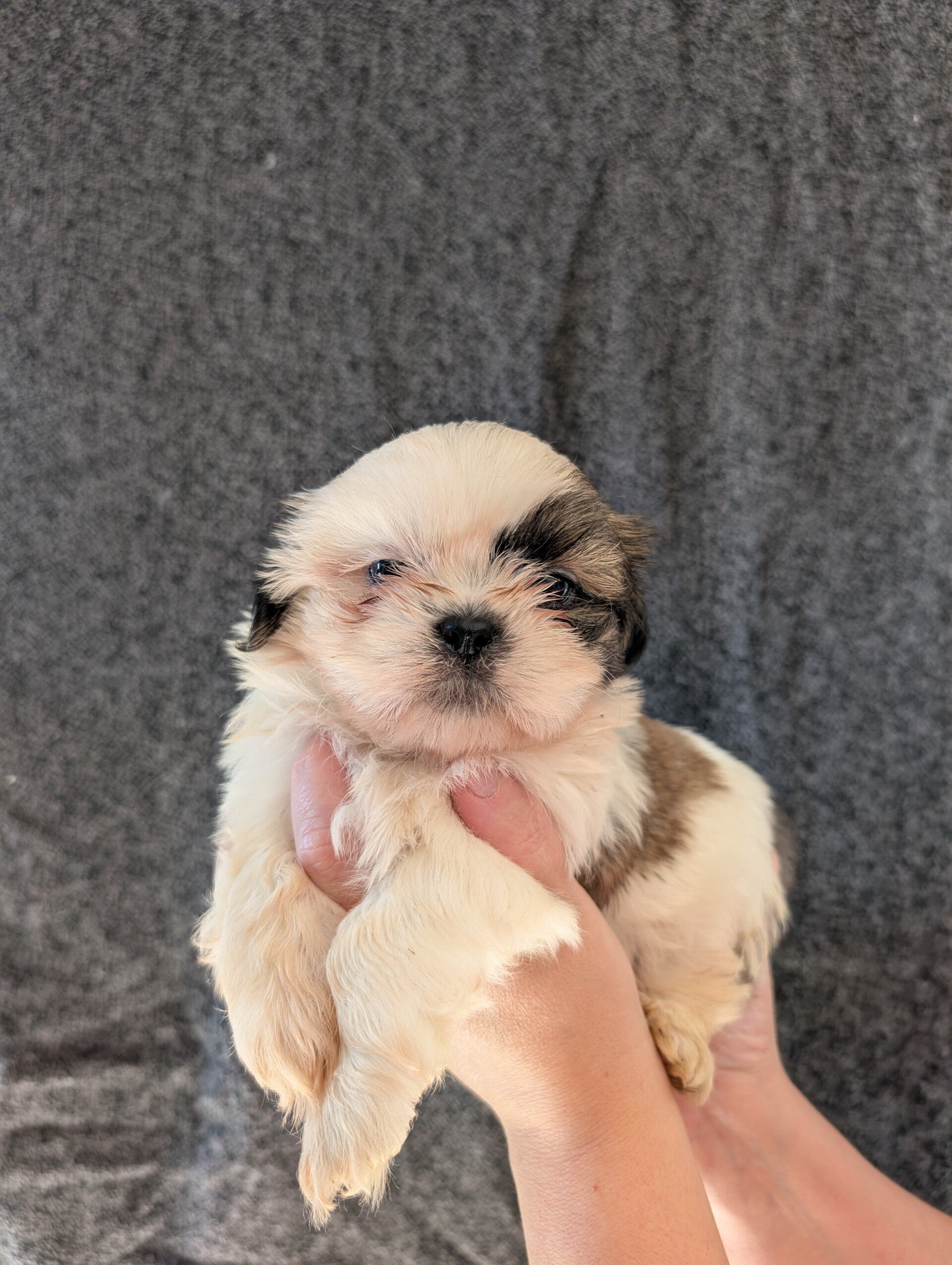 BOUNTY - 260901-M3 - Réservation chiot Shih-tzu