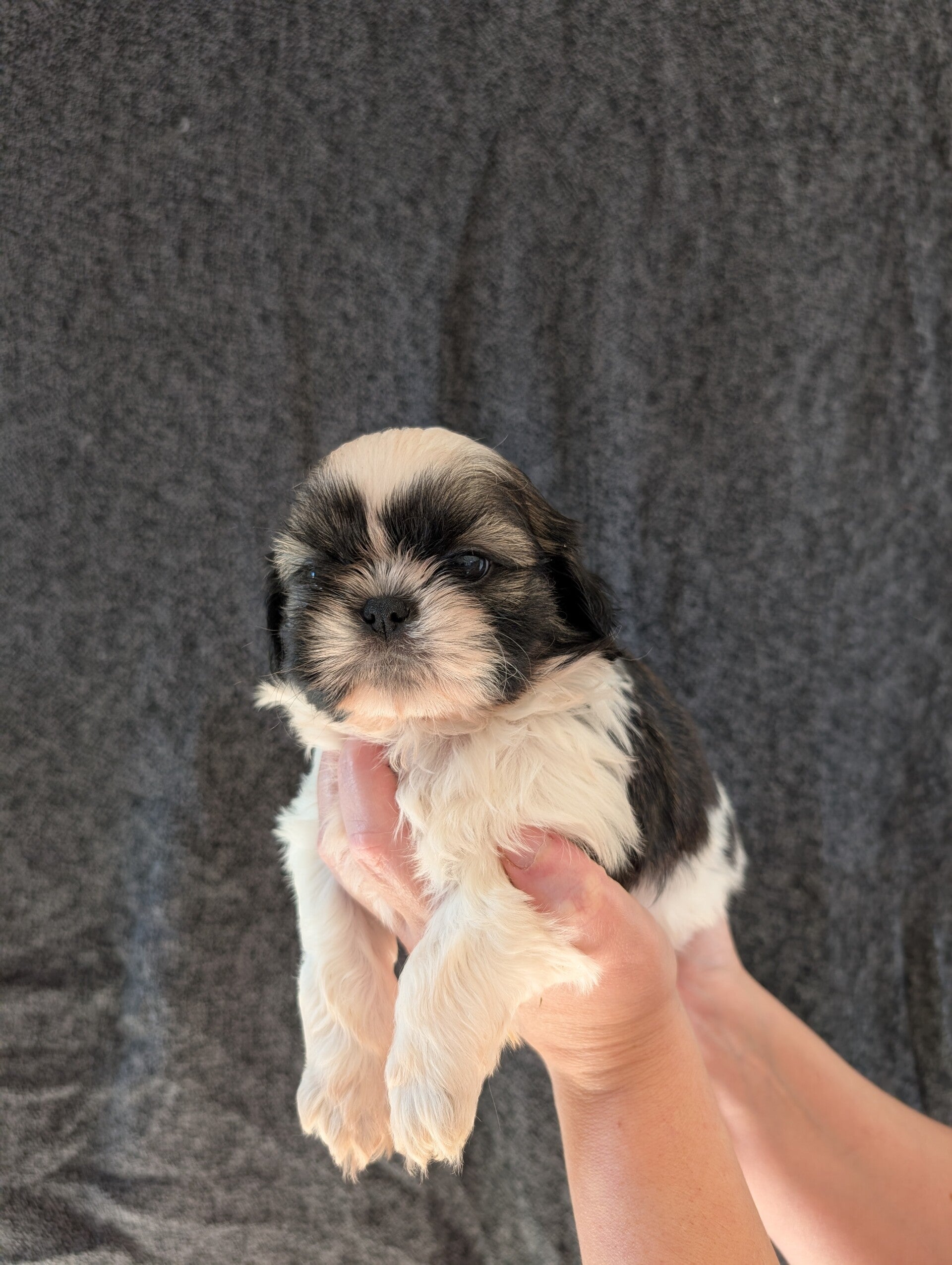 260901-M4 - Réservation chiot Shih-tzu
