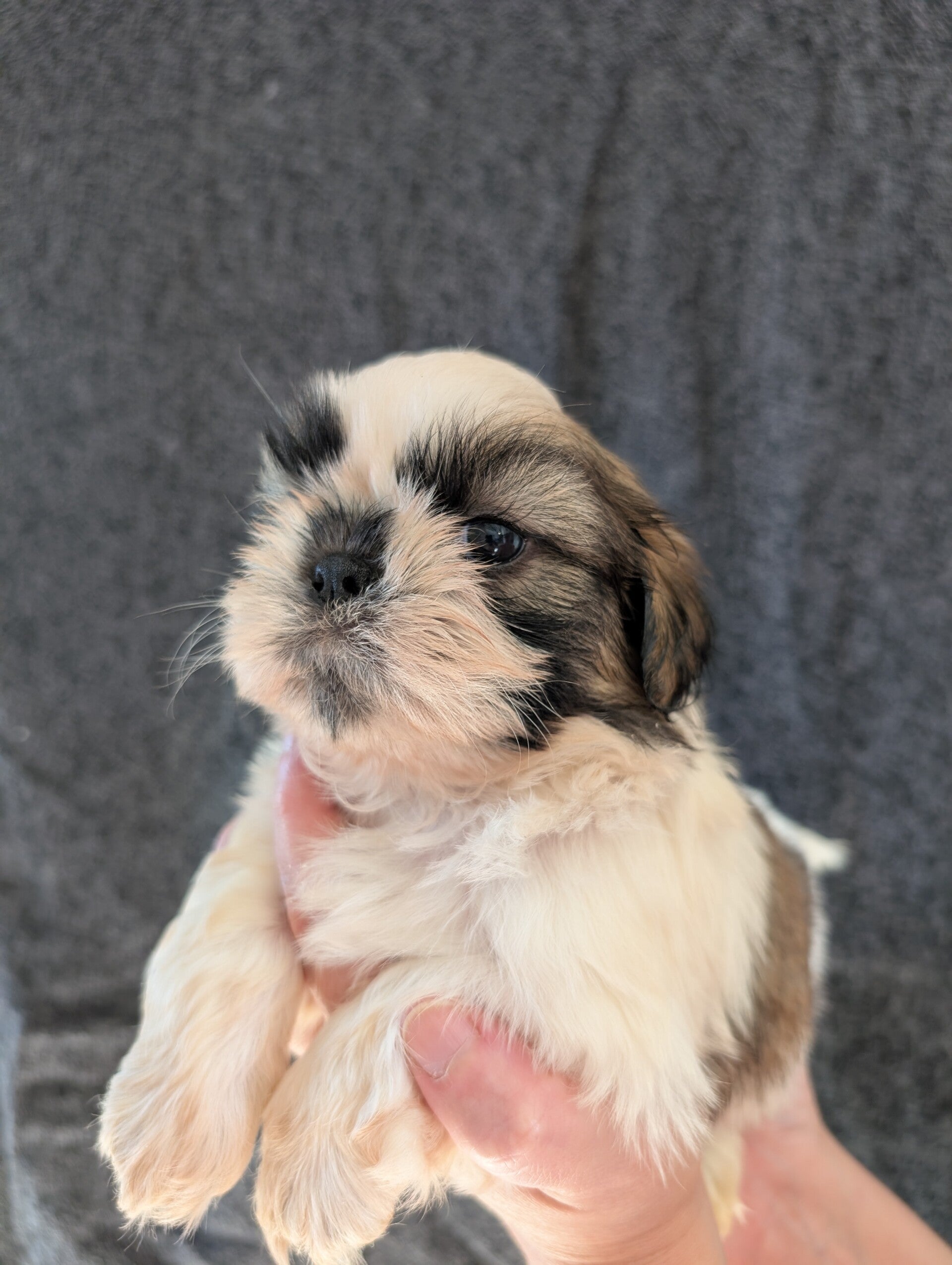 BENJI - 260901-M5 - Réservation chiot Shih-tzu