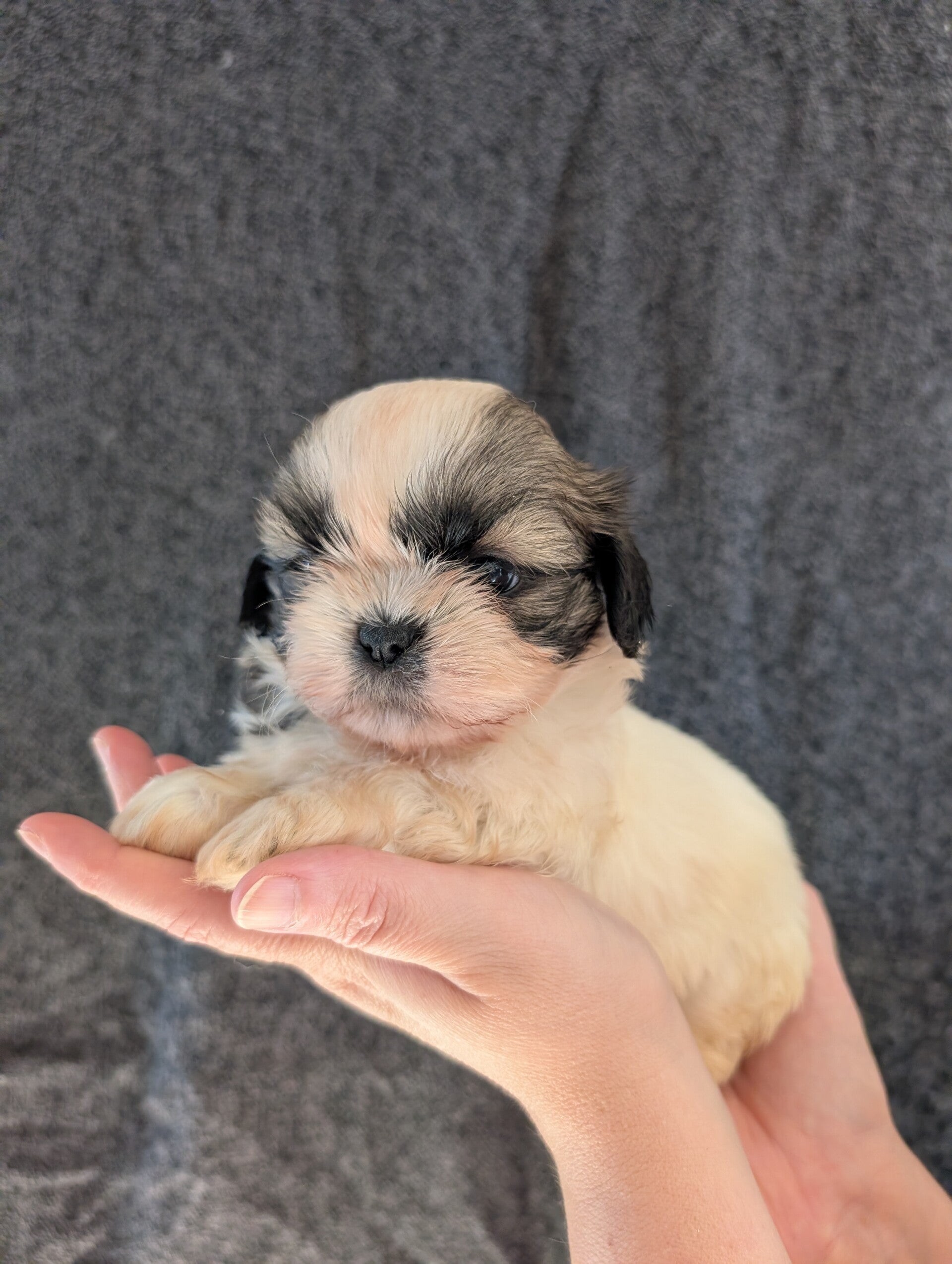 BILLIE - 260901-F1 - Réservation chiot Shih-tzu