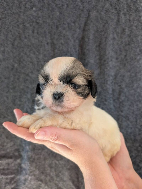 BILLIE - 260901-F1 - Réservation chiot Shih-tzu