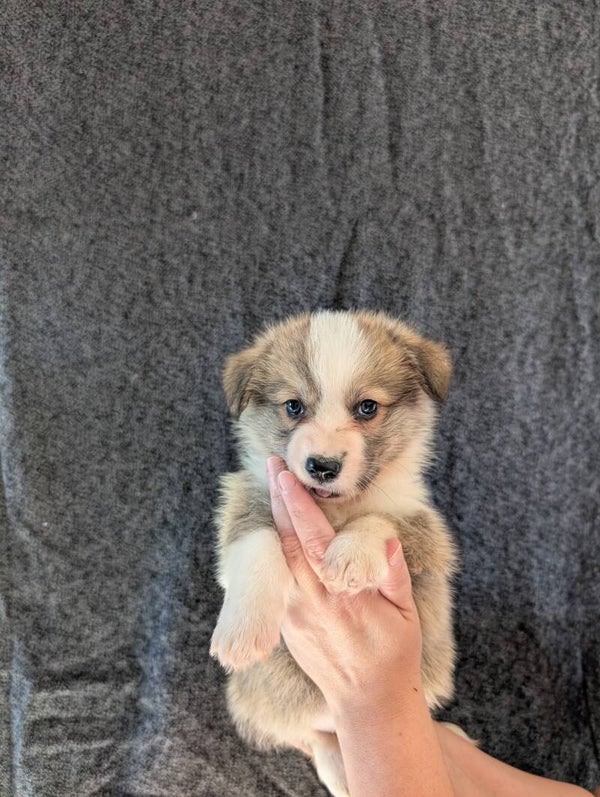 260829-M1 - Réservation chiot Welsh Corgi Pembroke