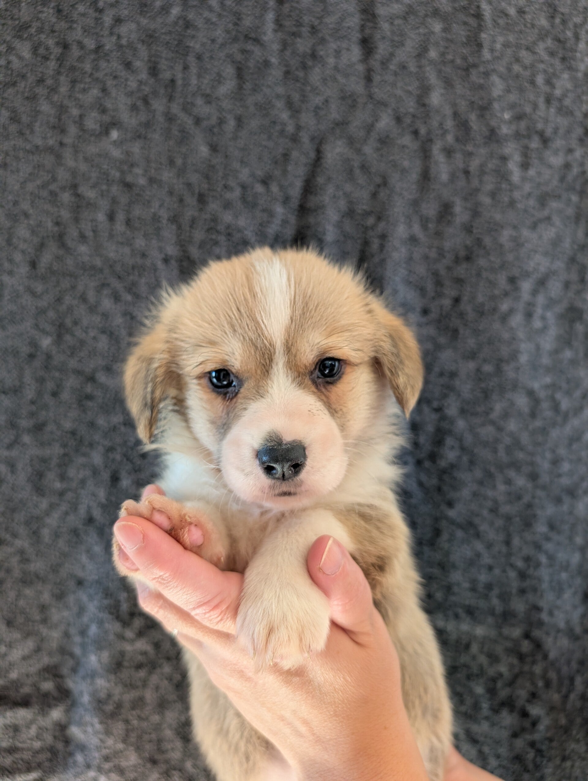 260829-M2 - Réservation chiot Welsh Corgi Pembroke