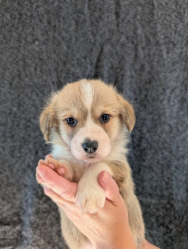260829-M2 - Réservation chiot Welsh Corgi Pembroke