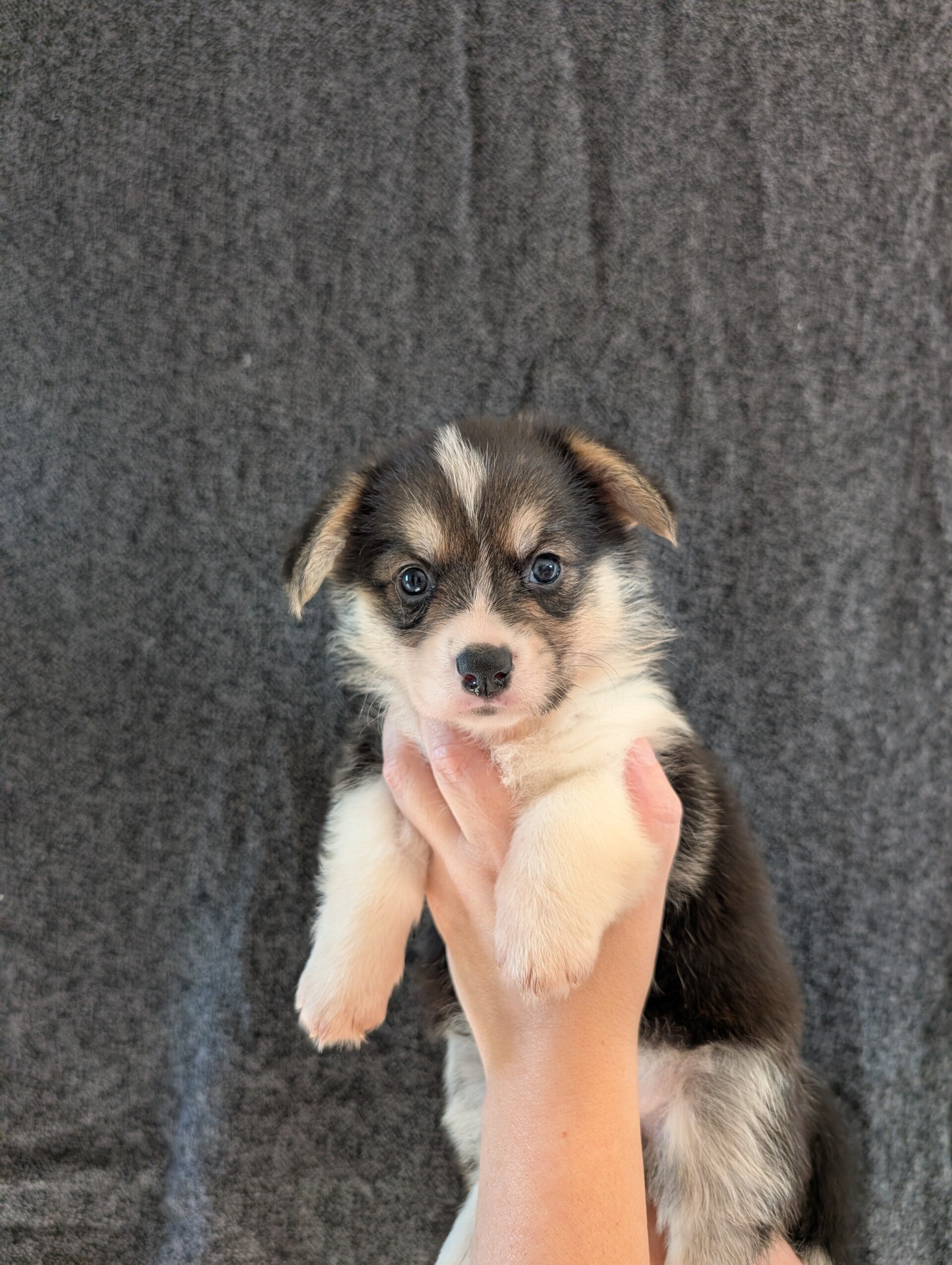 260902-F2 - Réservation chiot Welsh Corgi Pembroke