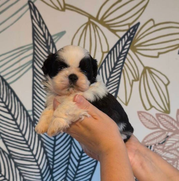 BISCOTTE - 260827-M1 - Réservation chiot Shih-tzu
