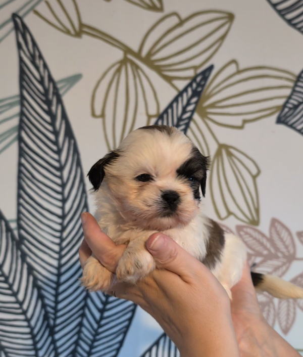 BOUNTY - 260901-M3 - Réservation chiot Shih-tzu