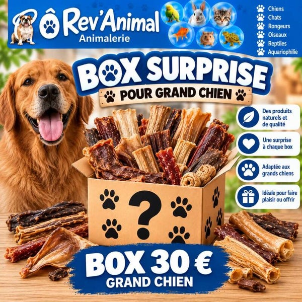 box surprise personnalisée chien grande taille