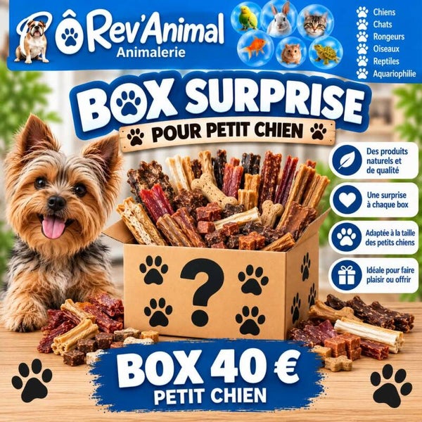 box surprise personnalisée Petit chien