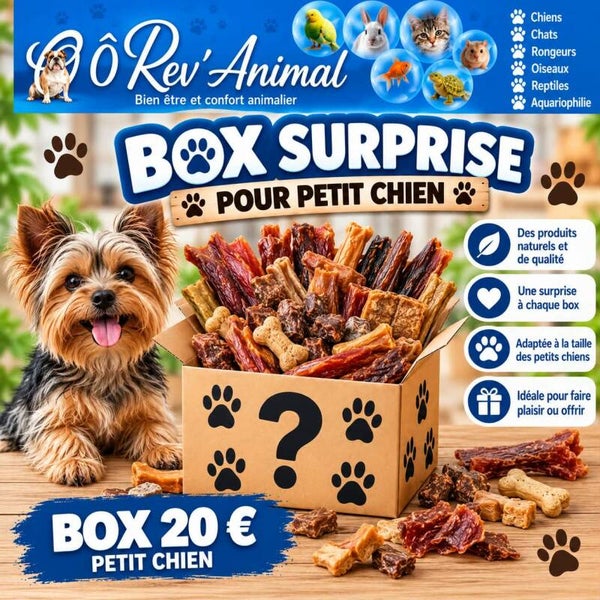 box surprise personnalisée Petit chien