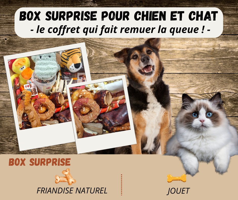 box surprise personnalisée  chien grande taille