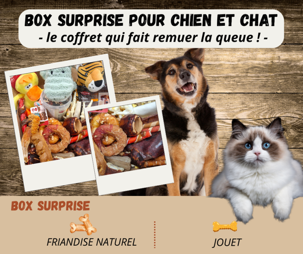 box surprise personnalisée Petit chien