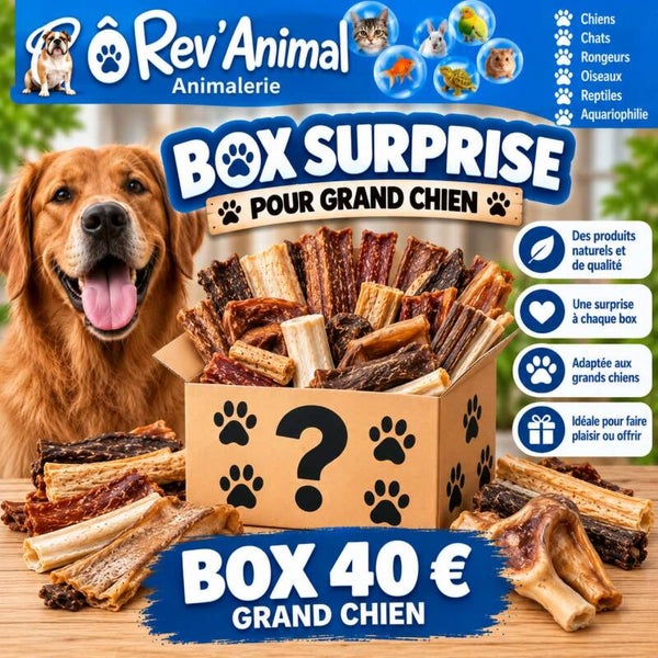 box surprise personnalisée chien grande taille