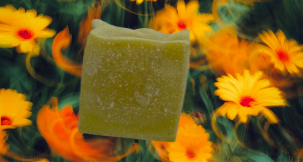 Calendula