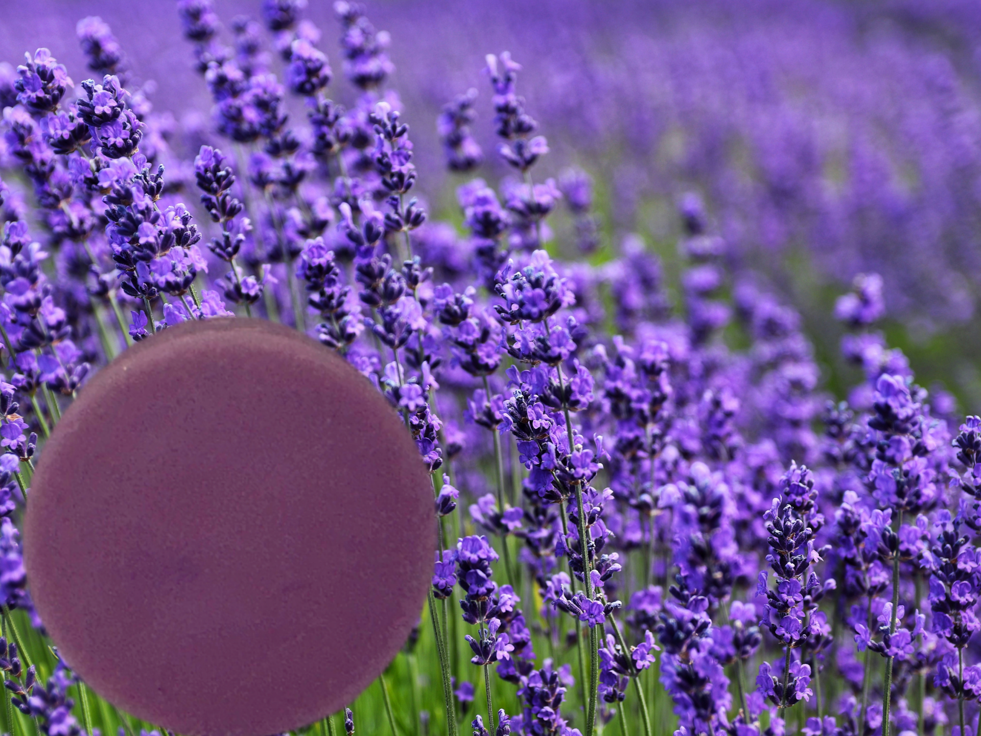 Lavender Goat Milk Bar