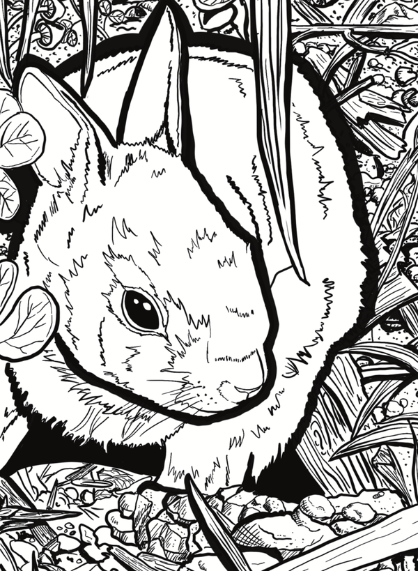 Colouring page sheets wildlife themed